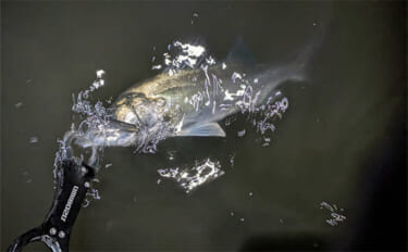 真冬の「ハゼパターン」でシーバス2尾キャッチ！ 数少ないチャンスに全集中