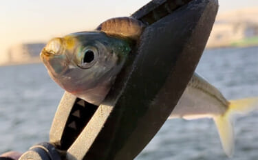 冬の堤防サビキ釣りで入れ食い堪能【大阪南港フェリーターミナル横】アジ不…