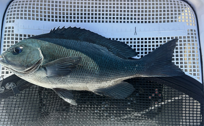 沖磯ウキフカセ釣りで口太グレ38cmをキャッチ【和歌山・潮場の長島
