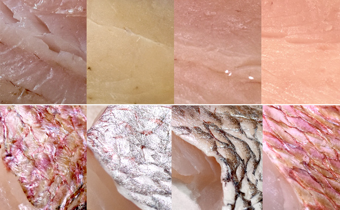 「魚は包み方で味が変わるってホント？」　実験したら【緑の紙】の実力が半端なかった