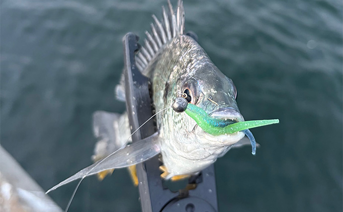 大阪南港フェリーターミナルでアジングが好調！ わずか20分間で「ツ抜け」達成