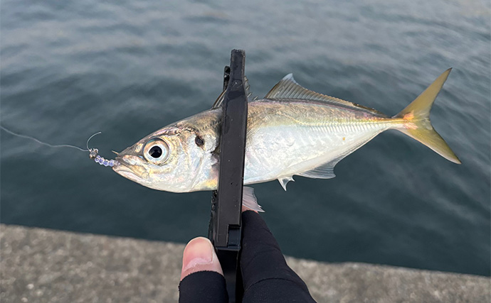 「居着きアジと回遊アジでは釣り方が違う！」 それぞれの特徴と釣り方を解説