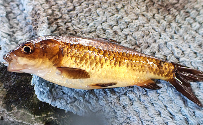 屋内釣り堀でコイのツ抜けに成功！【静岡】底釣りと宙釣りの使い分けがキモ？