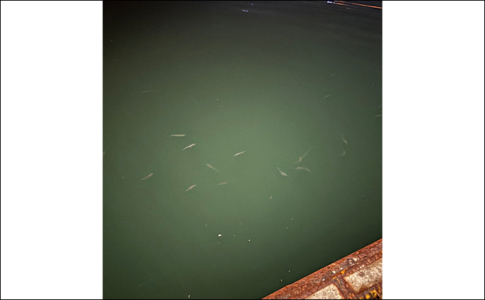 アジングで絶対やってはいけないこと3選 【大アワセ・大きな音・安易なリリース】