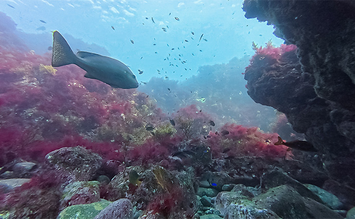 「海の中で出会ったヌシ魚に惚れた！」 磯で潜水してどんな魚がいるか調べてみた