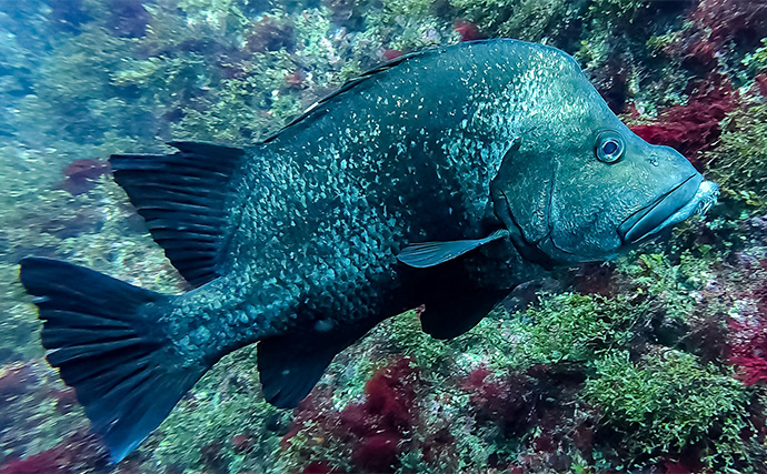 「海の中で出会ったヌシ魚に惚れた！」 磯で潜水してどんな魚がいるか調べてみた