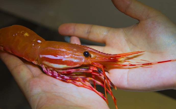 高級食材「ボタンエビ」にしては妙に安い『ボタンエビ』の正体とは？