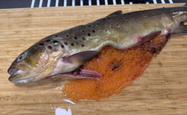 悪評高き侵略的外来魚『ブラウントラウト』の卵はイクラの代用品になるか試…