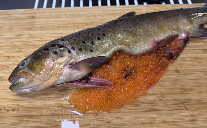 悪評高き侵略的外来魚『ブラウントラウト』の卵はイクラの代用品になるか試してみた