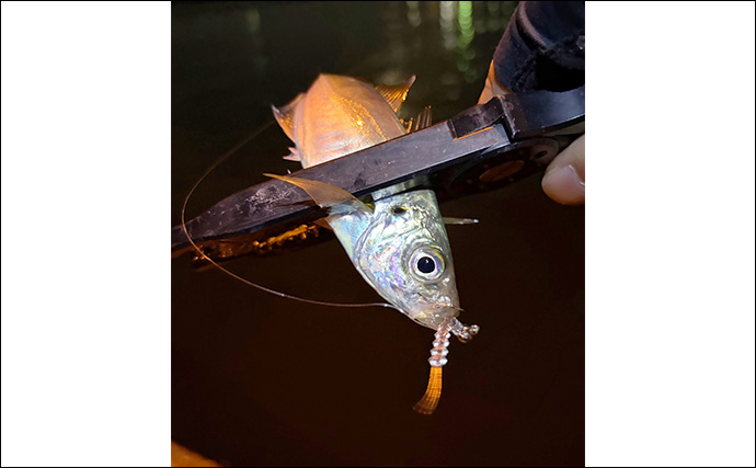 大阪南港フェリーターミナルでアジングが好調！ わずか20分間で「ツ抜け」達成