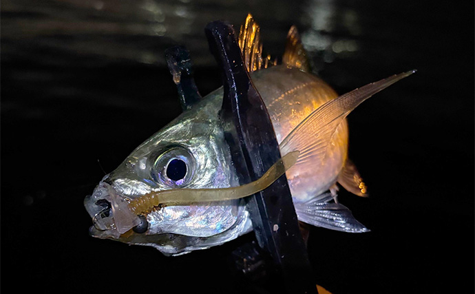 アジング＆メバリングにおける【パイロットリグの考え方と誘い方】