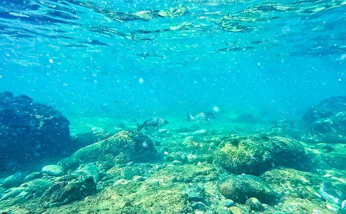 「海の中で出会ったヌシ魚に惚れた！」 磯で潜水してどんな魚がいるか調べてみた