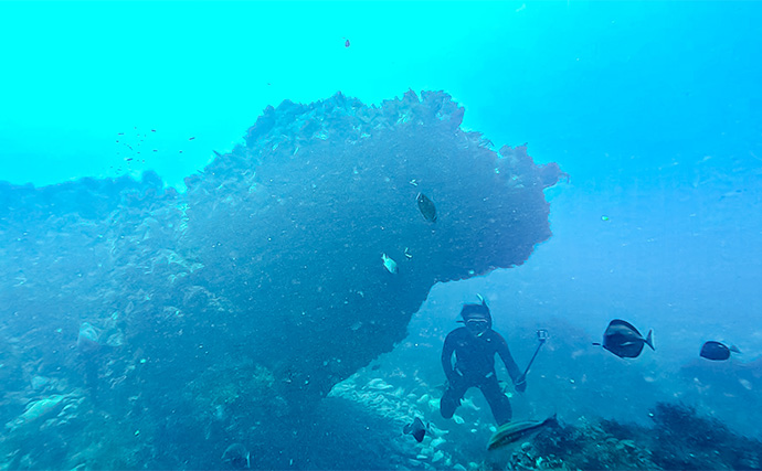「海の中で出会ったヌシ魚に惚れた！」 磯で潜水してどんな魚がいるか調べてみた