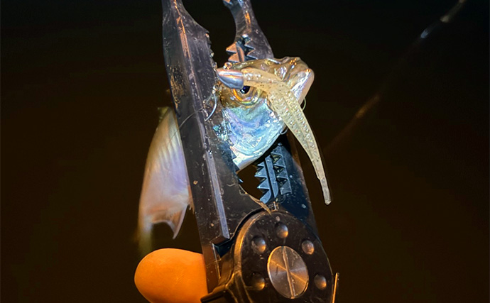 ルアーカラーの信じ過ぎにご注意を！ 「答え」ではなく「手段の一つ」と考えよう