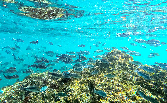 「海の中で出会ったヌシ魚に惚れた！」 磯で潜水してどんな魚がいるか調べてみた