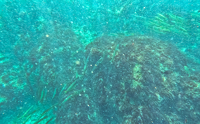 「海の中で出会ったヌシ魚に惚れた！」 磯で潜水してどんな魚がいるか調べてみた