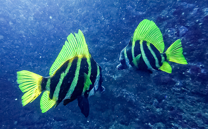 「海の中で出会ったヌシ魚に惚れた！」 磯で潜水してどんな魚がいるか調べてみた