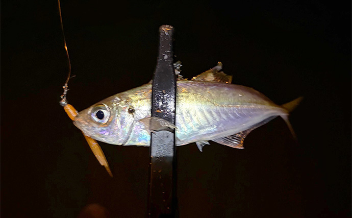 大阪湾奥アジング釣行で47cmチヌ好捕　本命アジは2時間半で6尾止まり