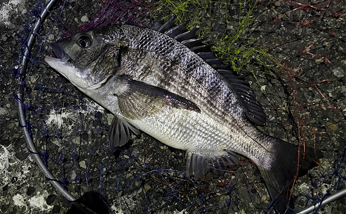 泉大津でのメバリングで本命不発も47cm頭にチヌ6尾と連発【大阪】