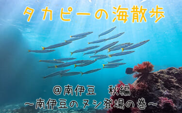 「海の中で出会ったヌシ魚に惚れた！」 磯で潜水してどんな魚がいるか調べ…