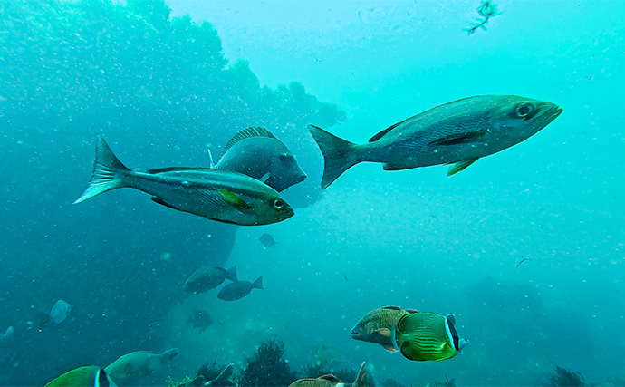 「海の中で出会ったヌシ魚に惚れた！」 磯で潜水してどんな魚がいるか調べてみた