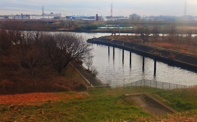 荒川温排水で10kgオーバー大型コイ堂々浮上！【埼玉】ボラのいぬ間に釣るべし？