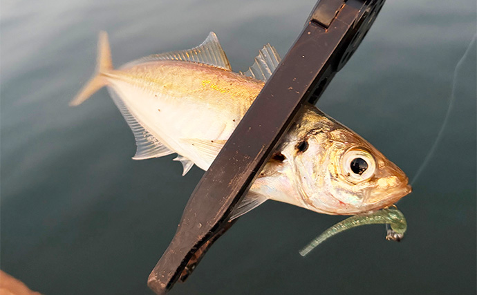 大阪南港フェリーターミナルでのアジング釣行で本命アジ5尾　今後は春の回遊待ちか？