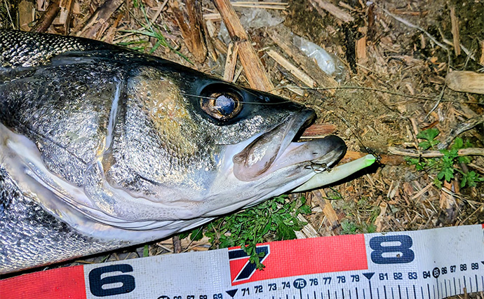 「冬の河川が熱すぎる！」80cm級大型シーバスが連発【養老川】 想定外のマゴチも登場