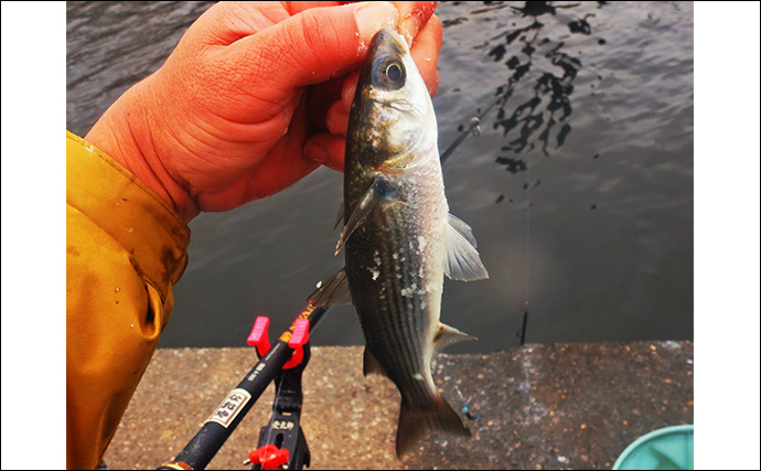 荒川温排水で10kgオーバー大型コイ堂々浮上！【埼玉】ボラのいぬ間に釣るべし？