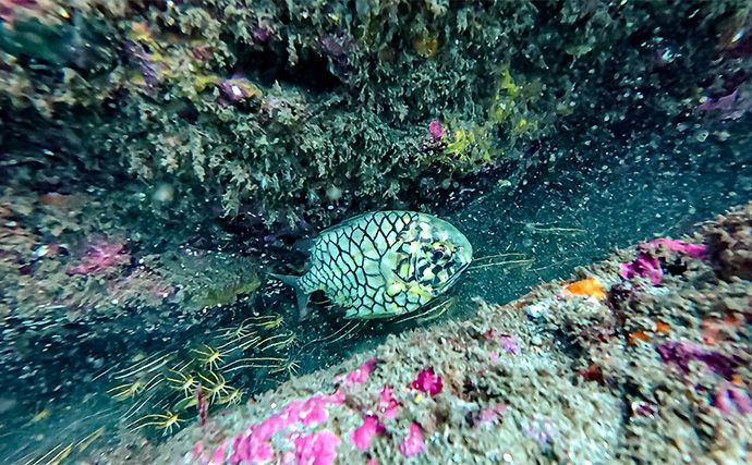 「海の中で出会ったヌシ魚に惚れた！」 磯で潜水してどんな魚がいるか調べてみた