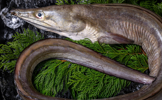 「京の鱧（ハモ）は夏が旬」は間違い？　実は秋冬が安くて美味しかった！