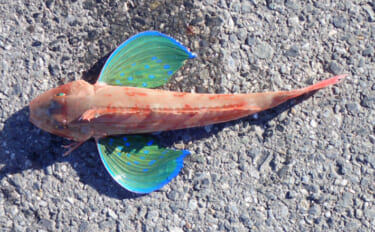 「間違えがち！」 見た目はめちゃくちゃ似てるのに実は【縁遠い】魚たち