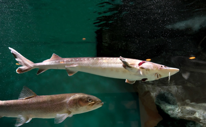 「間違えがち！」 見た目はめちゃくちゃ似てるのに実は【縁遠い】魚たち