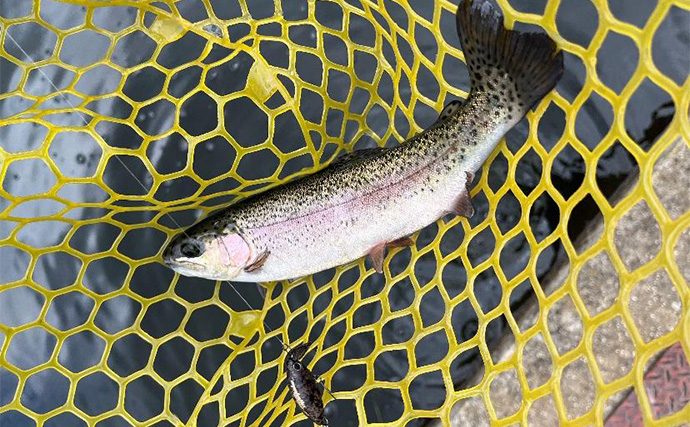 千早川マス釣り場でのエリアトラウト釣行【大阪】表層からボトムまでレンジ攻略に苦戦