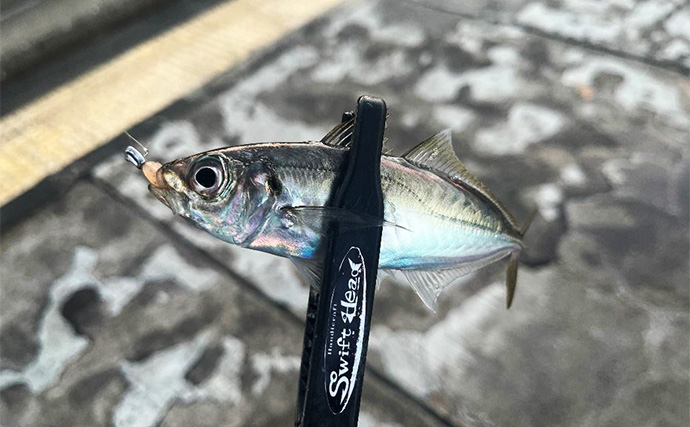 強風下でもアジング成立！【兵庫・神戸空港】基礎の切れ目を狙って23cmアジを手中