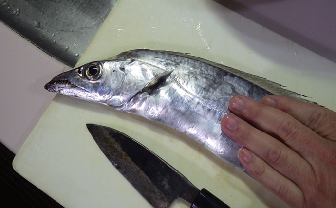 全面解禁後の鹿島沖ヒラメ釣りで本命の他マゴチにタチウオで好土産【茨城】