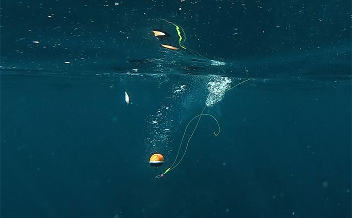 「これぞ最強タッグ！？」潜水＆釣りで魚を狙い撃ちしてみた　ムツ連打に成功