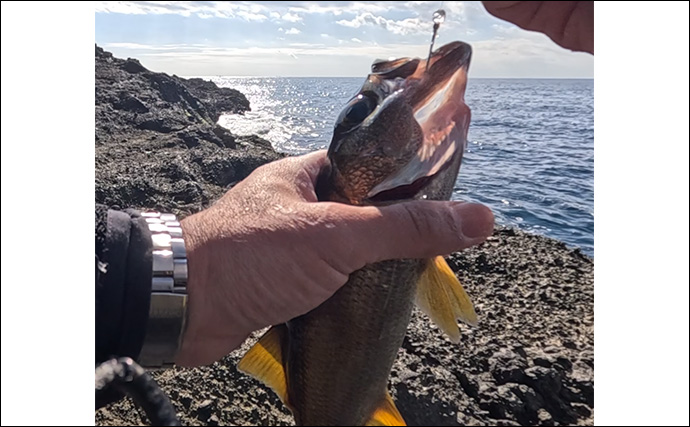 「これぞ最強タッグ！？」潜水＆釣りで魚を狙い撃ちしてみた　ムツ連打に成功