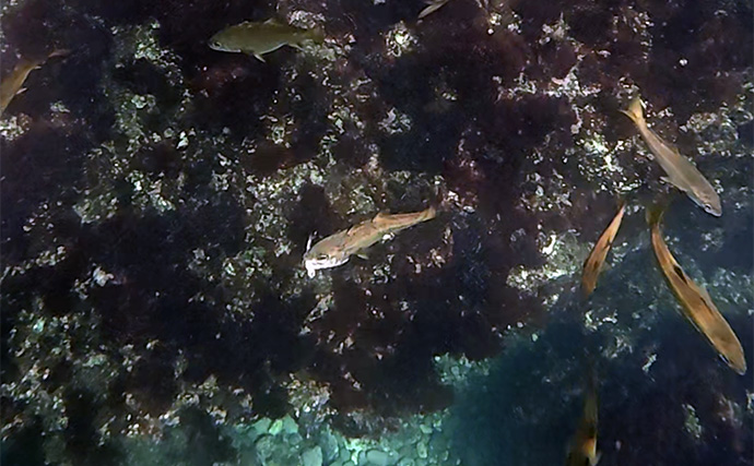 「これぞ最強タッグ！？」潜水＆釣りで魚を狙い撃ちしてみた　ムツ連打に成功