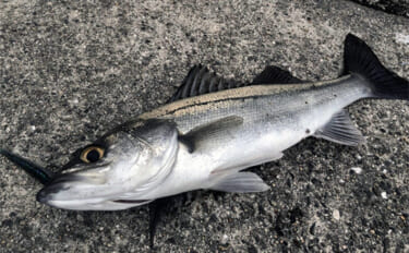 極寒の堤防で60cm級頭にシーバス連発！　夕マヅメに時合い到来でボイル…