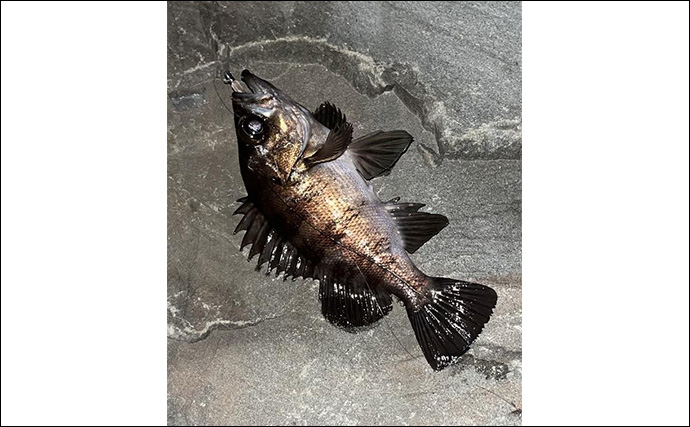 「釣り大会の優勝をじゃんけんで決める？」 34アジングカップ全国大会に参戦