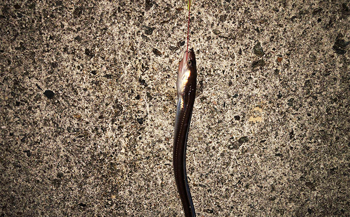 冬の堤防でアナゴが連発！　夜のぶっ込み釣りで時合いを狙い撃ち