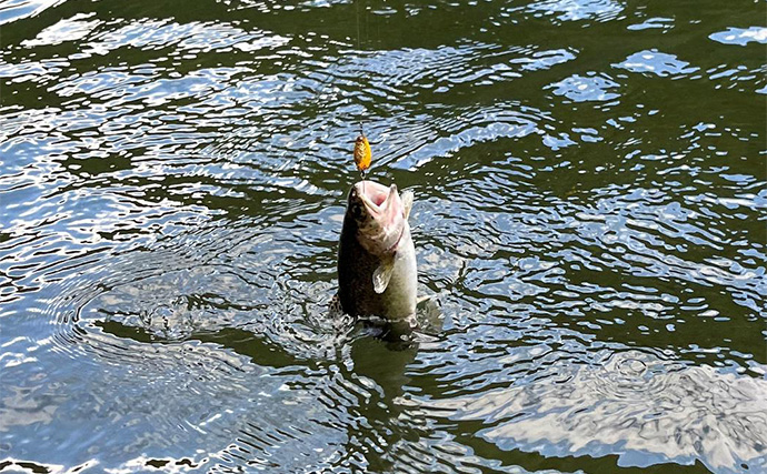 千早川マス釣り場でのエリアトラウト釣行【大阪】表層からボトムまでレンジ攻略に苦戦