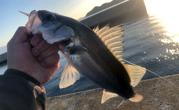 極寒の堤防で60cm級頭にシーバス連発！　夕マヅメに時合い到来でボイル狙い撃ち