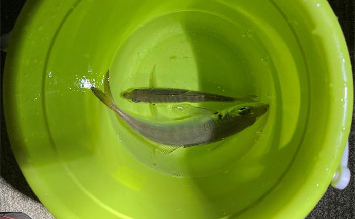 「釣り大会の優勝をじゃんけんで決める？」 34アジングカップ全国大会に参戦