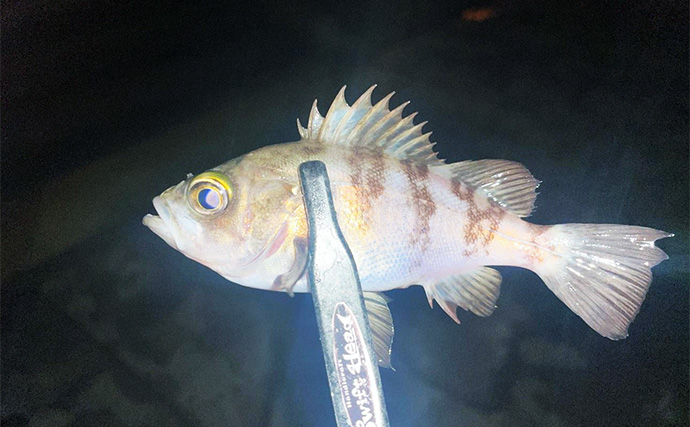 強風下でもアジング成立！【兵庫・神戸空港】基礎の切れ目を狙って23cmアジを手中