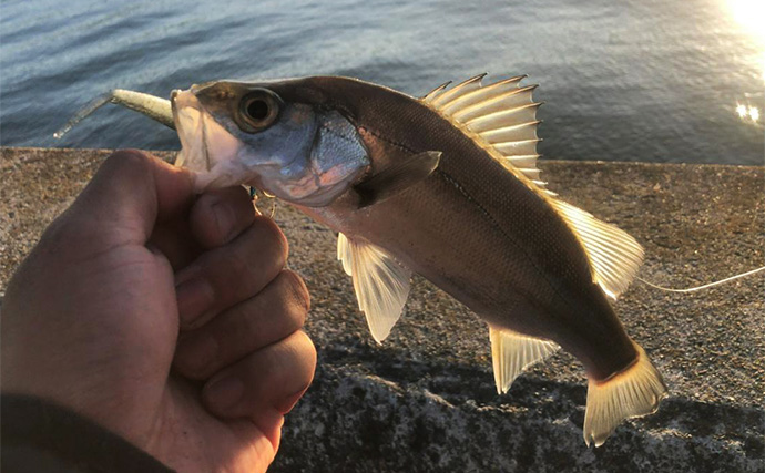 極寒の堤防で60cm級頭にシーバス連発！　夕マヅメに時合い到来でボイル狙い撃ち