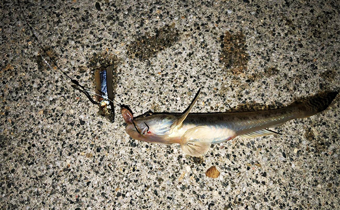冬の堤防でアナゴが連発！　夜のぶっ込み釣りで時合いを狙い撃ち