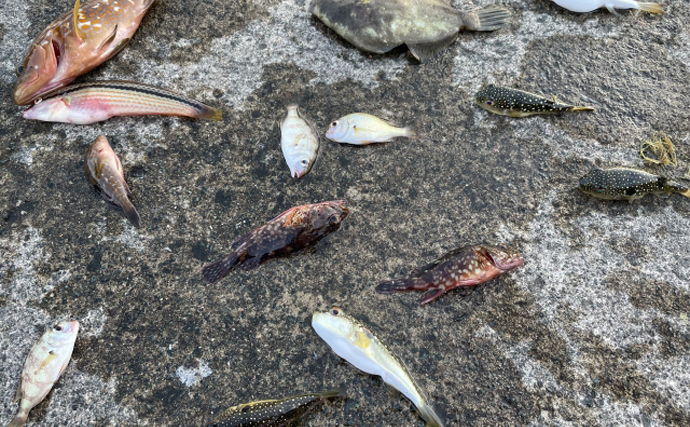 目に見えない海洋ゴミ「ナノプラスチック」のせいで魚の生存率が低下する