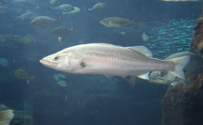 魚類最大のグループ「スズキ目」から『スズキ』が脱退？　分類調査の科学技術進歩が理由